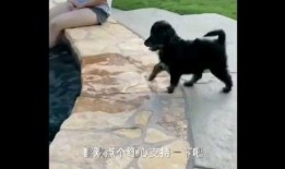 狗狗视频大全搞笑视频